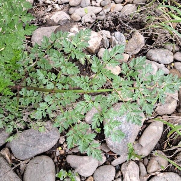 Oenanthe crocata Blad