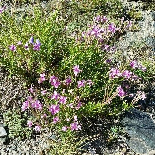 Epilobium dodonaei 整株植物