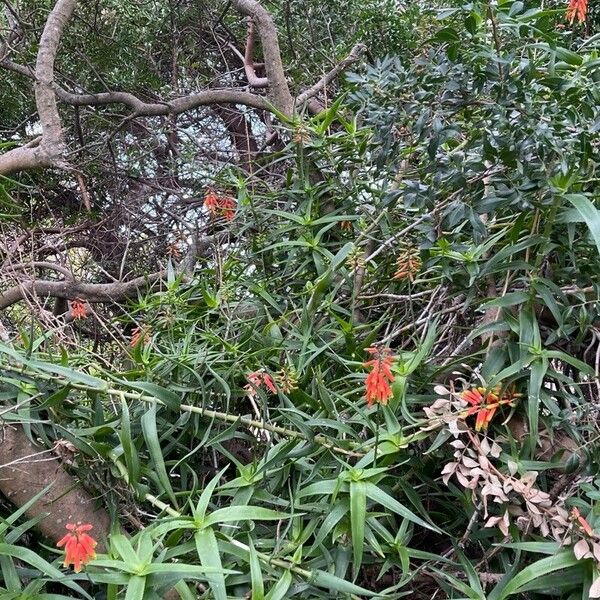 Aloiampelos ciliaris Flower