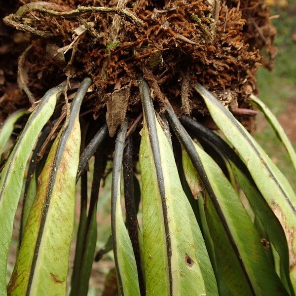 Asplenium africanum その他の提案