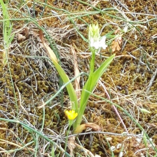 Ornithogalum broteroi Fiore