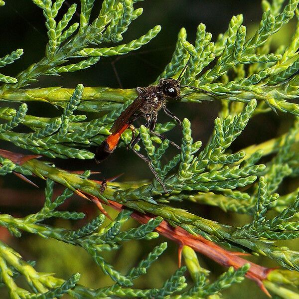 Juniperus scopulorum Leaf