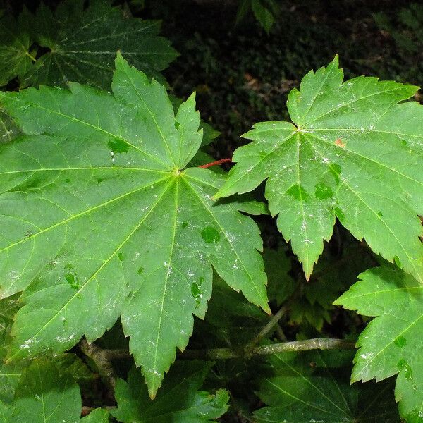 Acer circinatum ഇല