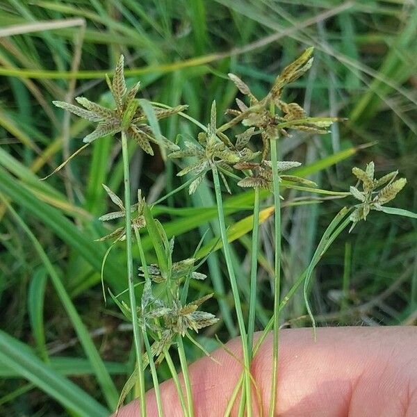 Cyperus flavescens Folha