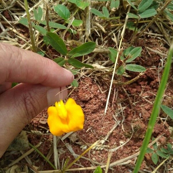 Arachis hypogaea Flower