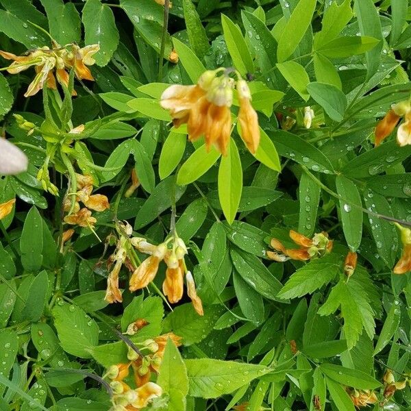 Lathyrus laevigatus Flower