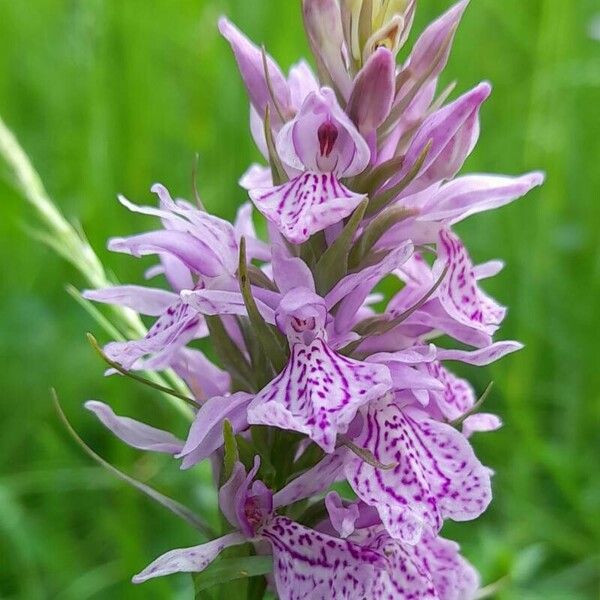 Dactylorhiza fuchsii Flor