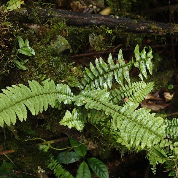 Nephrolepis undulata Leaf