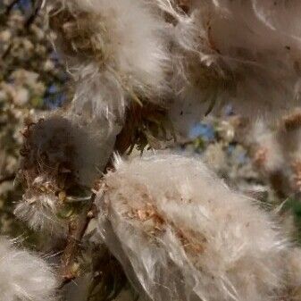 Populus alba Blomma