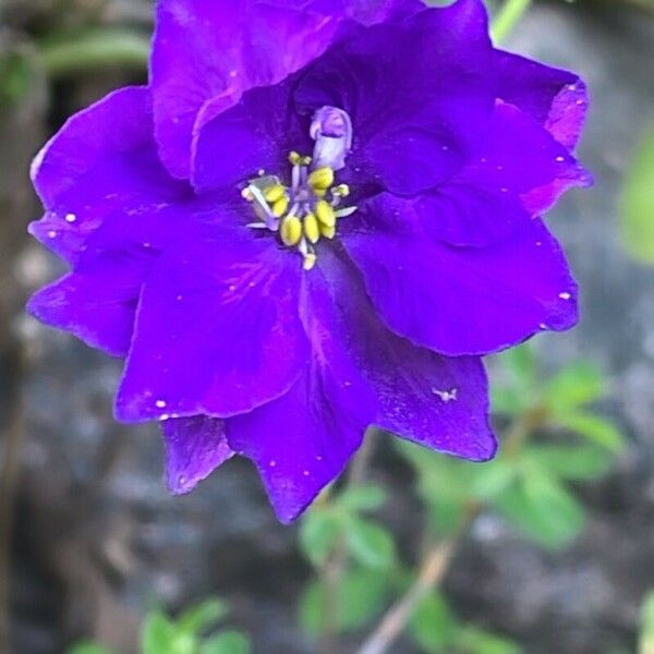 Delphinium grandiflorum Blüte