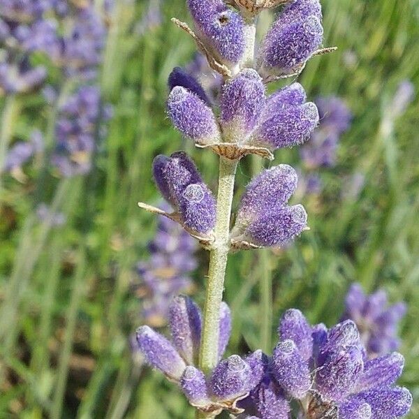 Lavandula angustifolia Virág