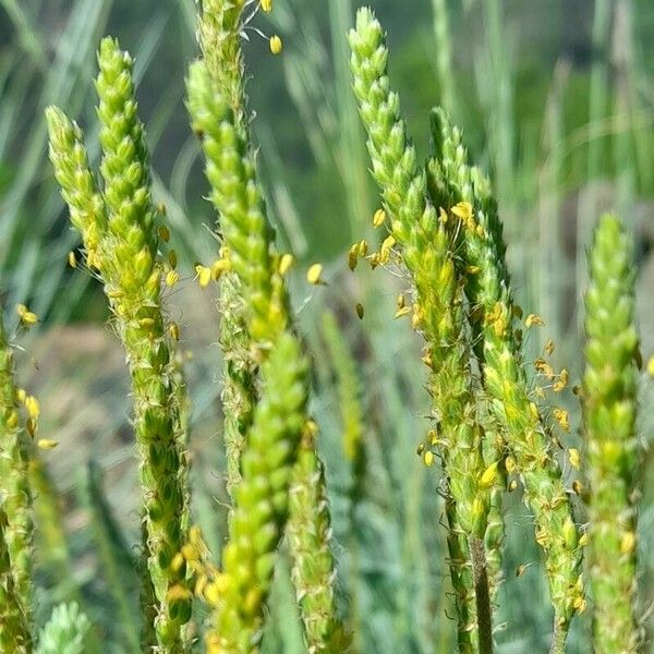 Plantago maritima Blomst