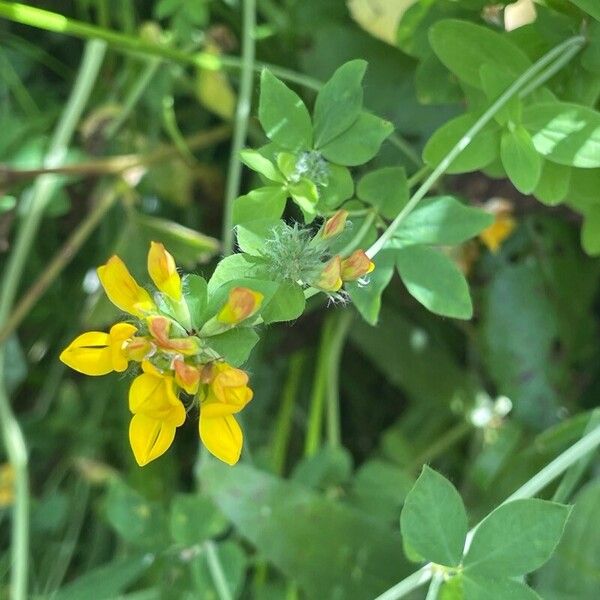 Lotus pedunculatus List