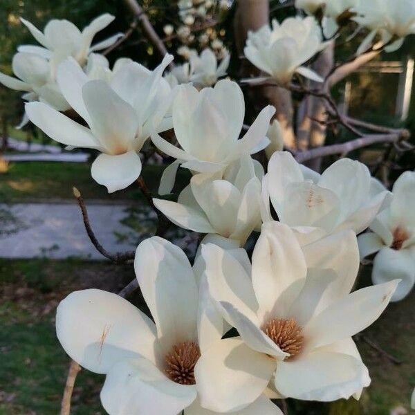 Magnolia denudata Flower