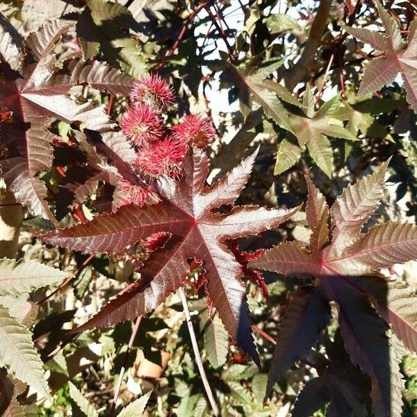 Ricinus communis Φύλλο