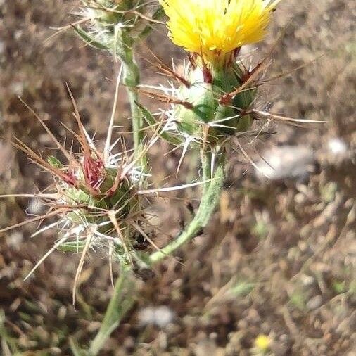 Centaurea melitensis Blüte