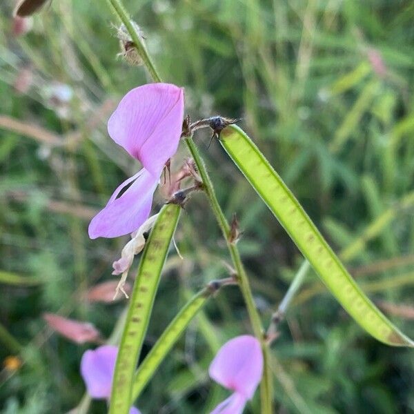 Tephrosia villosa Λουλούδι