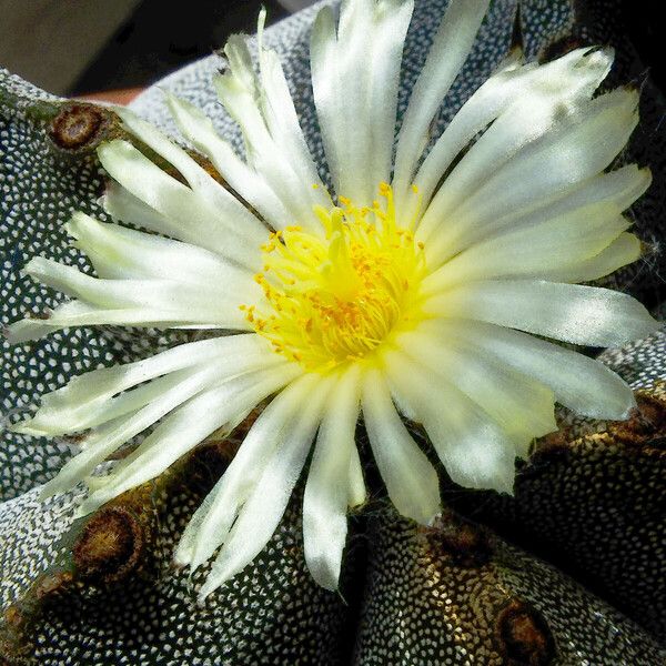 Astrophytum myriostigma 花