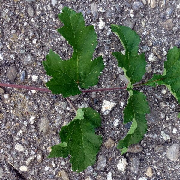 Heracleum sphondylium Blad