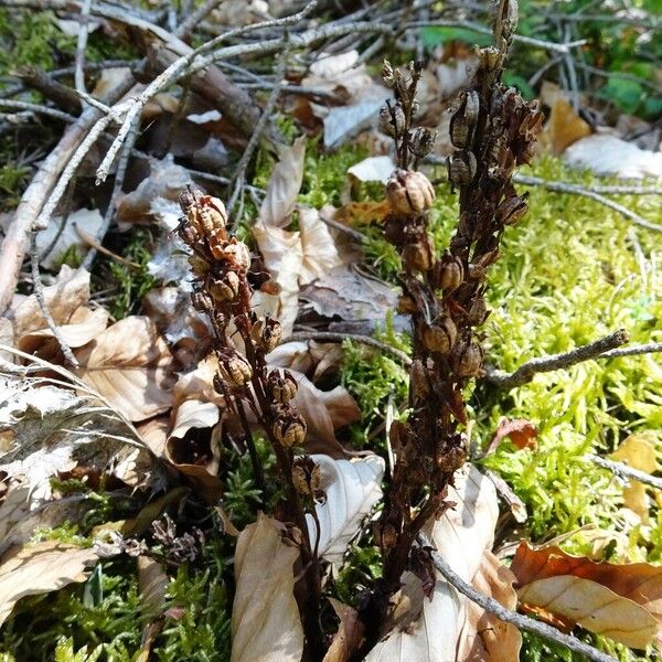 Monotropa hypopitys Облик