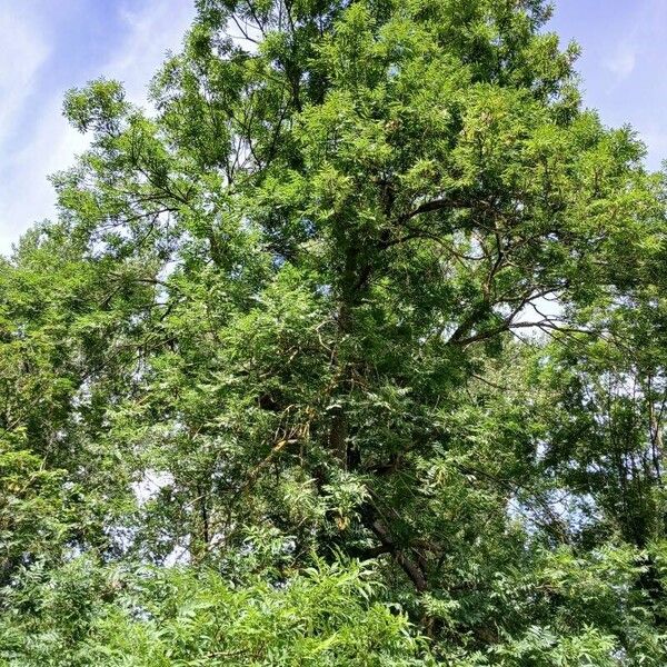 Fraxinus excelsior Habitat