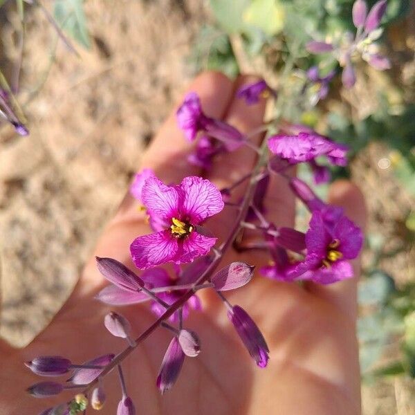 Moricandia moricandioides Floro