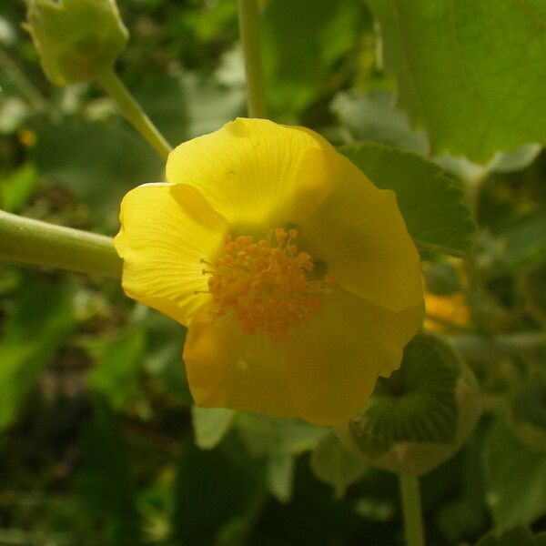 Abutilon pannosum Flower
