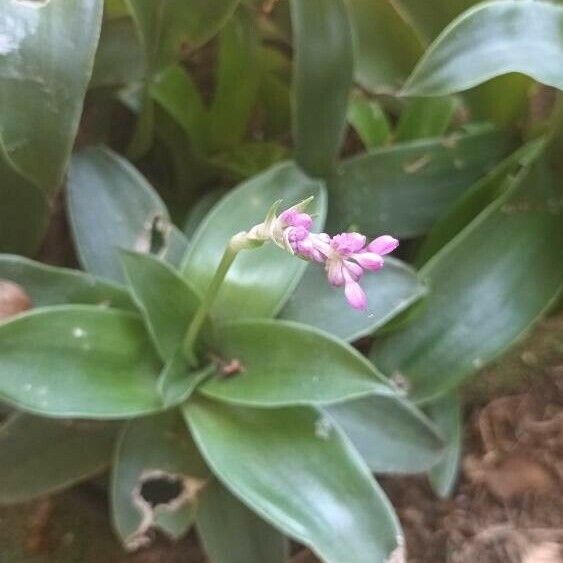 Callisia warszewicziana 花