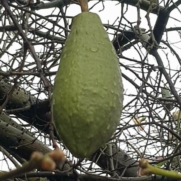 Ceiba speciosa Fruit