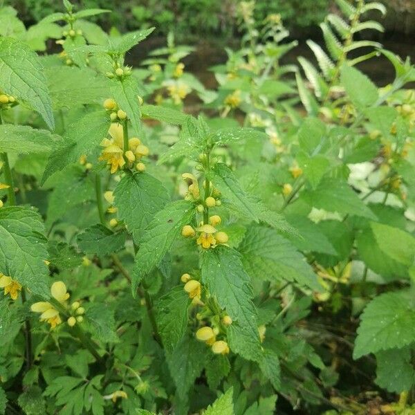 Lamium galeobdolon ᱵᱟᱦᱟ