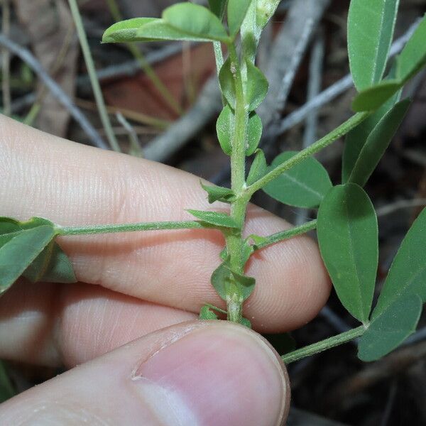 Crotalaria goreensis Leht