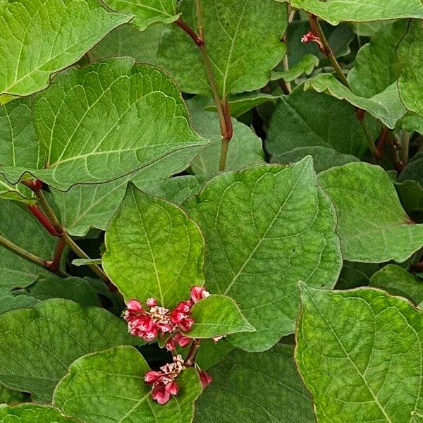 Reynoutria × bohemica Habit