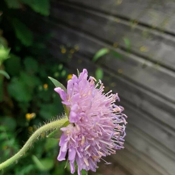 Knautia dipsacifolia Flower