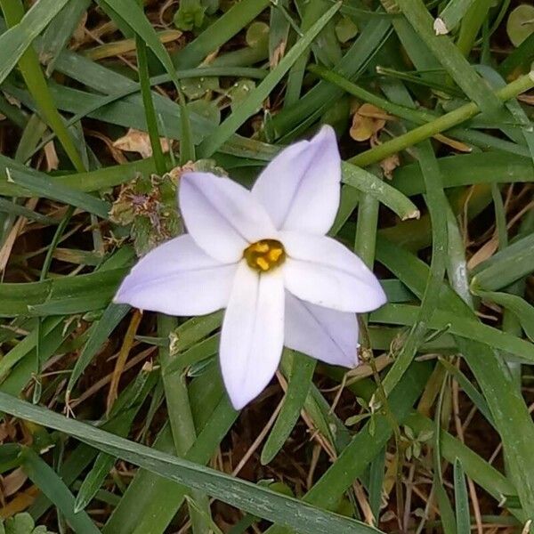 Ipheion uniflorum Blomst