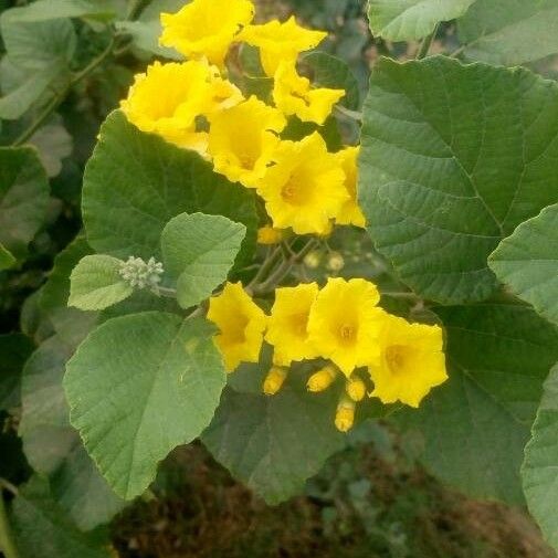 Cordia lutea Flower