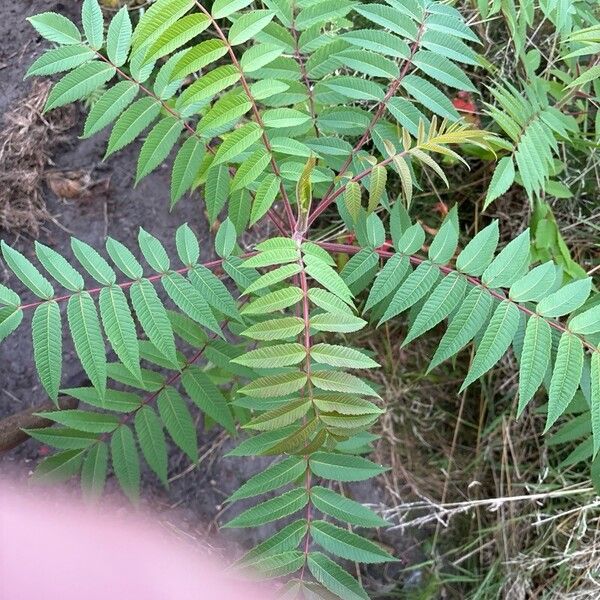 Rhus glabra Листок