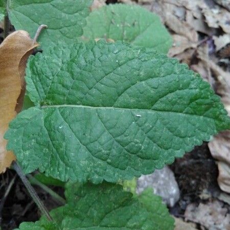 Salvia glutinosa ᱮᱴᱟᱜ