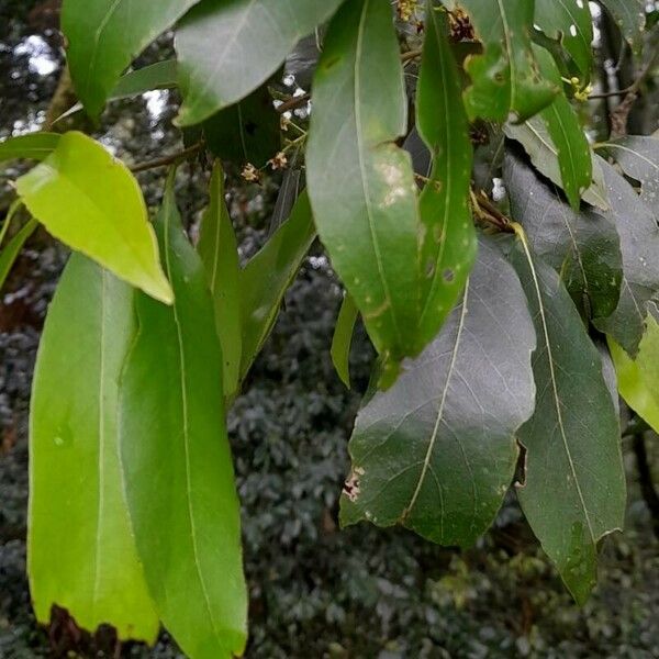 Nectandra grandiflora Leaf