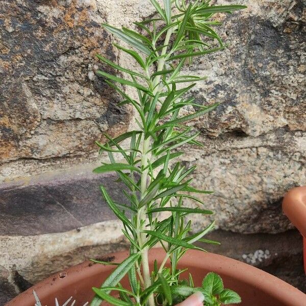 Rosmarinus officinalis Liść