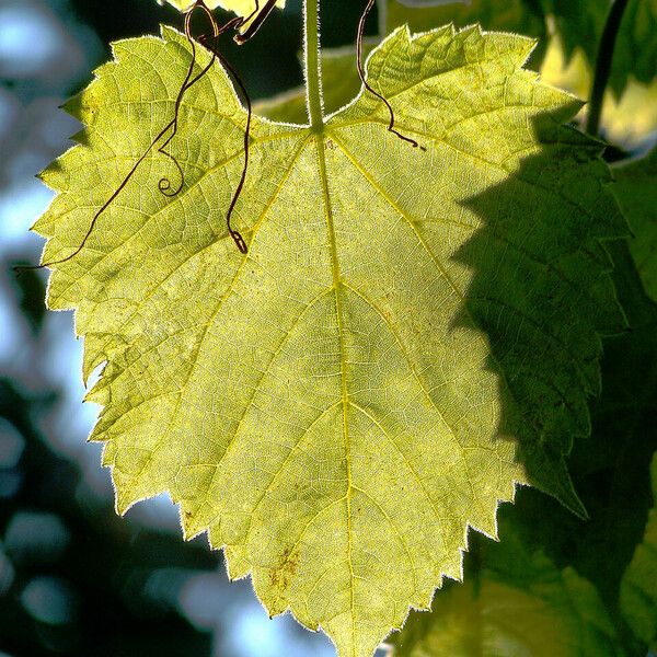 Vitis aestivalis Blatt