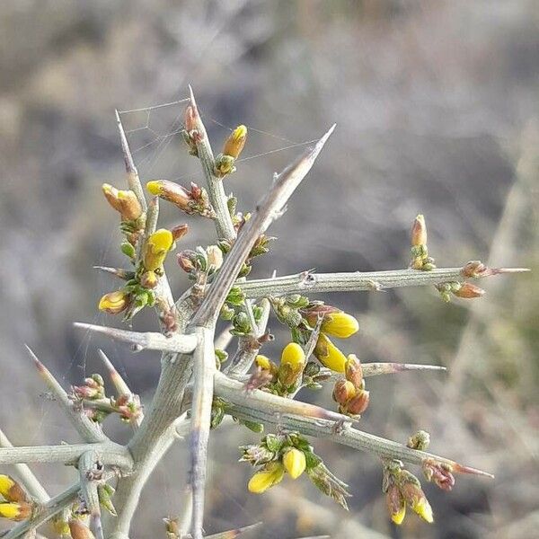 Genista scorpius Flower