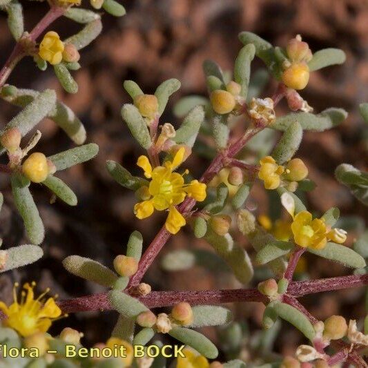 Zygophyllum simplex Sonstige