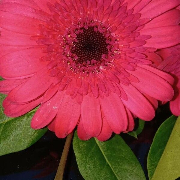 Gerbera spp. Flower