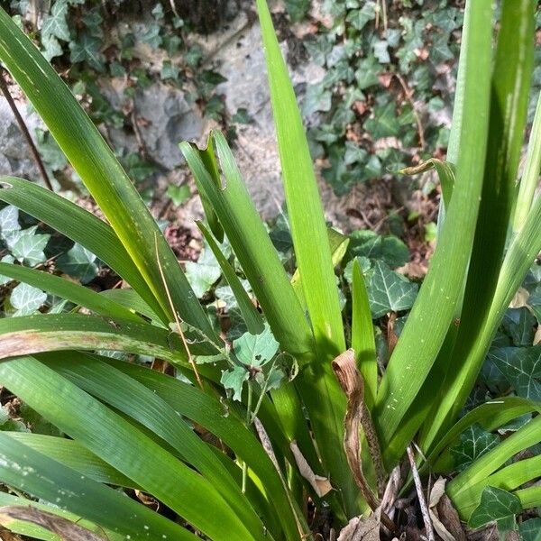 Iris foetidissima Лист