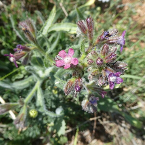 Anchusa azurea Flor