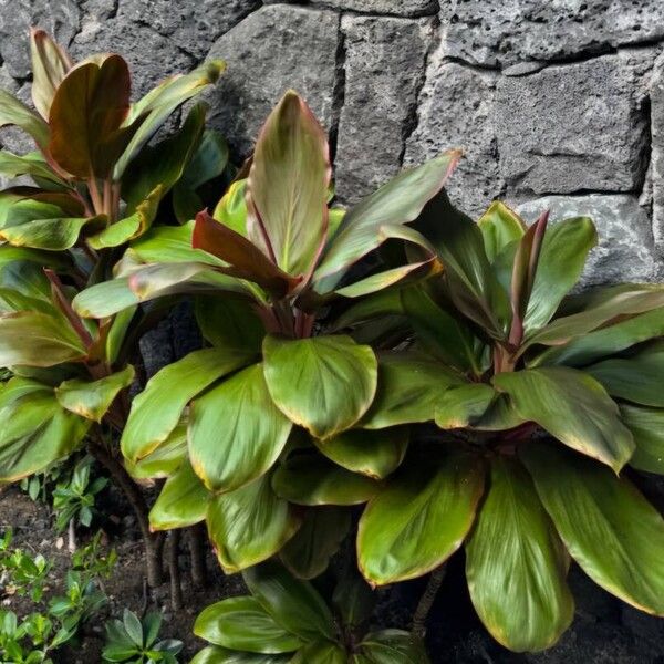 Cordyline fruticosa Лист