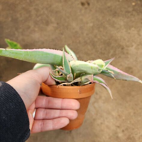 Agave guiengola Habitat