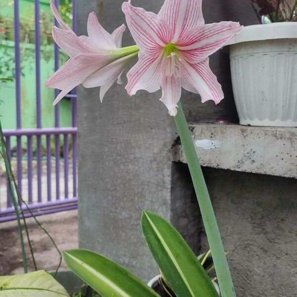 Hippeastrum reticulatum Floro