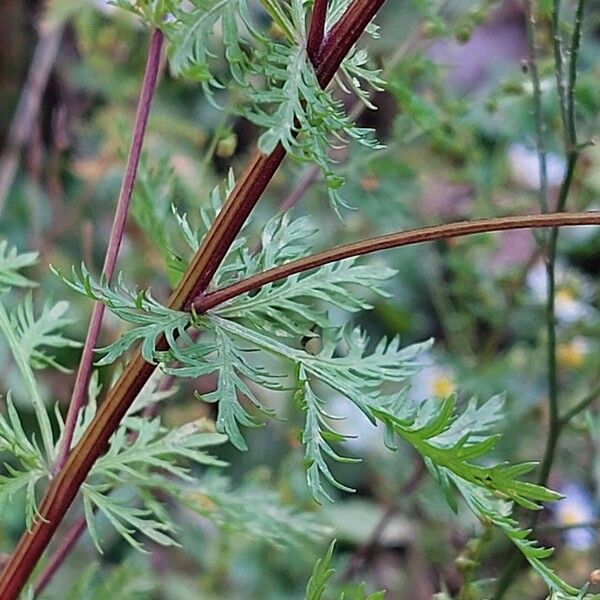 Artemisia annua Leaf