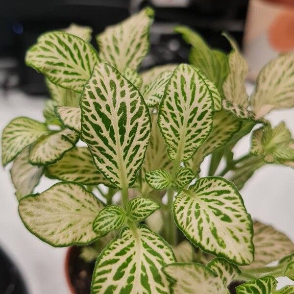 Fittonia albivenis Fulla